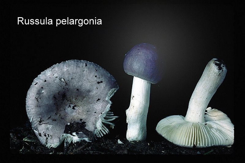 Russula pelargonia-amf1629.jpg - Russula pelargonia ; Syn: Russula pelargonia var. spinosispora ; Nom français: Russule à odeur de géranium